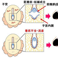 麻布大學發現鋅缺乏是導致不育症的原因