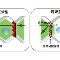 順天堂大學和東京大學聯合開發出基因體編輯技術，有望根治遺傳性聾