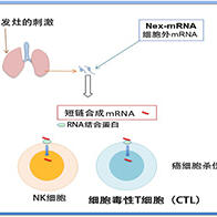 信州大學與岐阜大學通過小鼠實驗證實,短鏈合成mRNA可作為癌症轉移抑制劑的新候選藥物