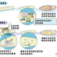 筑波大學鑑別出「優勢容性內寄生蜂」毒性基因，可誘導寄主果蠅程式性細胞死亡，有望作為天然藥物