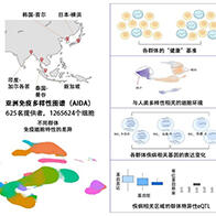 理研參與創建亞洲免疫多樣性圖譜並確立健康基準，助力精準疾病診斷與有效治療