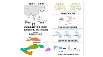 理研參與創建亞洲免疫多樣性圖譜並確立健康基準，助力精準疾病診斷與有效治療