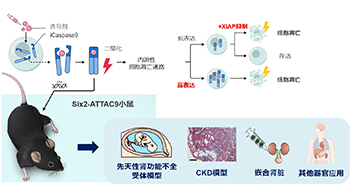 慈惠醫大全球首次成功開發出腎功能不全模型小鼠，為解明慢性腎臟病的病理、異種移植和再生醫療帶來新可能