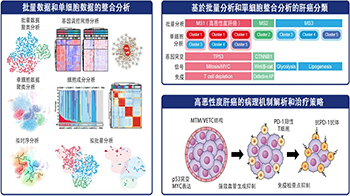 東京科學大學等證實：血管生成抑制劑聯合免疫CP抑制劑對MTM/VECT型肝癌有效，為惡性肝癌治療提供新策略