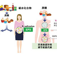 京都大學發現抑制甜食愛好者體重增加的腸道細菌，有望應用於開發肥胖及糖尿病的預防和治療方法