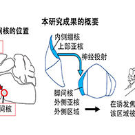理研發現可抑制過度焦慮的腦神經廻路，為治療精神病疾患開闢新路徑