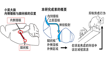 理研發現可抑制過度焦慮的腦神經廻路，為治療精神病疾患開闢新路徑