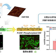 九州大學利用植物來源物質製作再生牙齒牙牀，成功培養出人類牙髓幹細胞