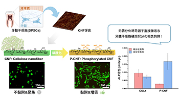 九州大學利用植物來源物質製作再生牙齒牙牀，成功培養出人類牙髓幹細胞