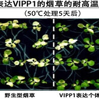 岡山大學通過強化光合作用的類囊體膜，成功培育出耐高溫植物