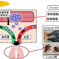 近畿大學發現神經酸對難治性乳腺癌有效，可通過飲食亞麻籽油、魚油等獲得