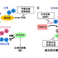 星藥科大學等發現蛋白質分解的「矛與盾」：揭示疾病預防酶的博弈機制