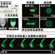 黑暗環境中自主發光遊動的水母型機器人，利用生物來源材料實現高能效與低環境負荷