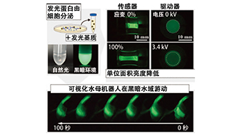 黑暗環境中自主發光遊動的水母型機器人，利用生物來源材料實現高能效與低環境負荷