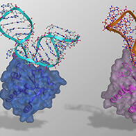 宮崎大學等闡明兩種人工RNA-蛋白質複合體的基礎結構