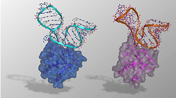 宮崎大學等闡明兩種人工RNA-蛋白質複合體的基礎結構
