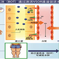 秋田大學明確「防己黃耆湯」改善水腫的機制，通過調節體內離子與水分實現平衡