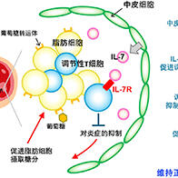 京大發現抑制2型糖尿病需要調節性T細胞的IL-7接受者，為開發治療藥物開闢道路