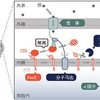 岐阜大學等闡明細菌「感知」環境中存在鐵的機制