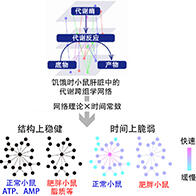 東京大學等明確飢餓時代謝跨組學網路的結構穩健性與時間脆弱性