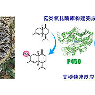 九州大學構建雲芝P450功能庫，活用菇類推進藥品開發