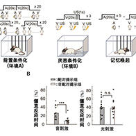 理研明確情緒相關大腦內部模型的部分計算機製