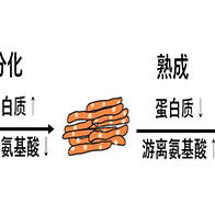 東京大學：蛋白質熟成增加游離氨基酸，調節肉的味道
