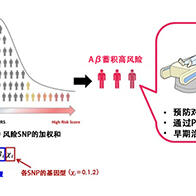 慶應義塾大學醫學部和衛材、實現腦內β-澱粉樣蛋白蓄積風險的可預測，便於掌握阿茲海默症的發病風險