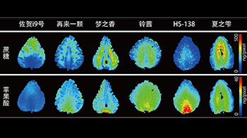 北海道大學通過定量質譜成像視覺化呈現草莓味道差異