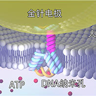 長岡技科大與日本東北大學開發出DNA奈米孔傳感器，實現定製化分子檢測，助力新藥研發與疾病診斷