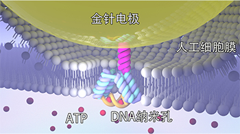 長岡技科大與日本東北大學開發出DNA奈米孔傳感器，實現定製化分子檢測，助力新藥研發與疾病診斷