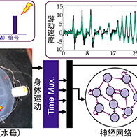 日本東北大學等開發出水母賽博格，利用AI模型預測其游動