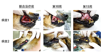 北海道大學證實抗CTLA-4抗體治療對犬類癌症有效，期待免疫療法的實用化
