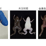 岡山大學製備出非洲爪蟾的細菌感染模型，證實投用抗菌藥物可有效抑制感染死亡