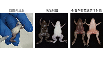 岡山大學製備出非洲爪蟾的細菌感染模型，證實投用抗菌藥物可有效抑制感染死亡
