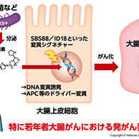 日本國立癌症研究中心：約半數大腸癌或與腸道菌群相關，分泌毒素會引發特定基因突變