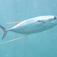 東京大學揭示太平洋藍鰭金槍魚在亞成魚期產熱能力提高