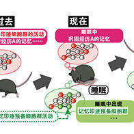 睡眠中的大腦會為「未來的記憶」做準備，激發大腦潛在能力或可提升記憶力