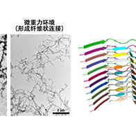 太空環境下的阿茲海默症研究取得進展：日本利用ISS的微重力環境明確β-澱粉樣蛋白的纖維結構