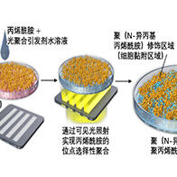 廣島大學等開發出大量分泌細胞因子的間充質幹細胞薄膜，提升治療效果