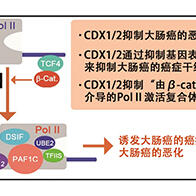 福井大學明確腸道上皮細胞轉錄因子是大腸癌惡化的抑制因子