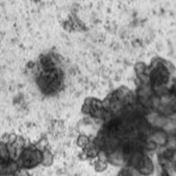 東京科學大學等成功利用iPS細胞培育出微型肝臟，並維持肝細胞特性