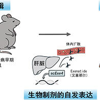 大阪大學構建肝臟內產生生物藥物的「體內工廠」，糖尿病治療中一次效果可持續6個月以上