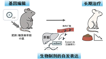 大阪大學構建肝臟內產生生物藥物的「體內工廠」，糖尿病治療中一次效果可持續6個月以上