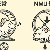 幹勁取決於激素！？岡山大學新發現神經介素U是關鍵