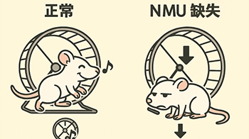 幹勁取決於激素！？岡山大學新發現神經介素U是關鍵