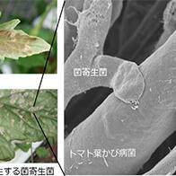 攝南大學等發現可吞噬番茄黴菌病原菌的真菌，有望作為生物農藥實用化