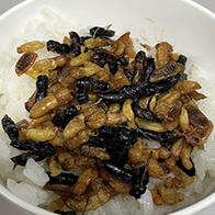 神戶大學等通過DNA分析發現：食用胡蜂的食譜有324種，包含脊椎動物在內