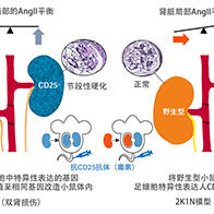 筑波大學等明確左右腎臟通過資訊交換，相互調節功能平衡的機制