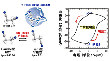 分子的方向與形狀參與分子的電響應，為資訊元件的高密度化與節能化開闢道路